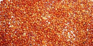 Red Sorghum