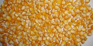 Small Orange Maize