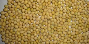 Soybean Seed