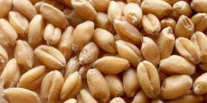Wheat Seeds