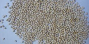White Sorghum