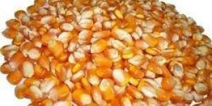 Yellow Maize Seeds