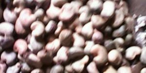 Raw Cashew Nuts