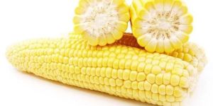 Yellow Maize
