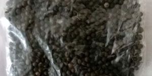 Indian Barberry Seeds