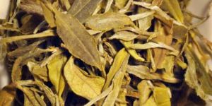 White Tea Leaves
