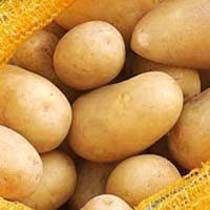 Fresh Potato