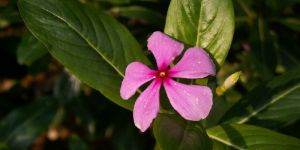 Rosy Periwinkle Powder (Catharanthus Roseus)