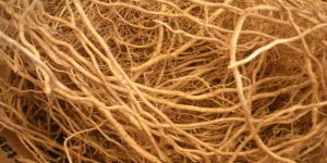 Vetiver Root Powder (Vetiveria Zizanioides)