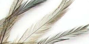 Emu Bird Feather