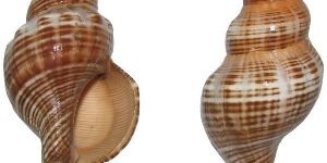 Vamavarti Striped Shankh - A1037