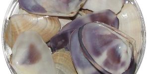 Violet Colour Natural Sea Shells 100 Grams - A1038