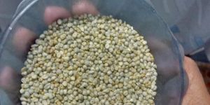 Green Millet
