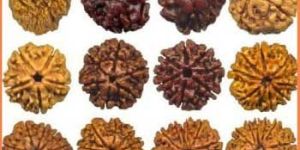 Rudraksha