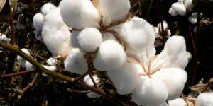 Raw Cotton