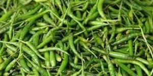 Fresh Green Chilies