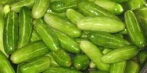 Fresh Little Gourd