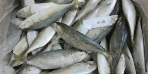 Frozen Indian Mackerel
