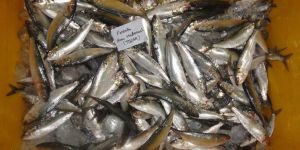 Frozen Sardine