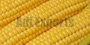 Yellow Corn