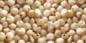 Jowar Seeds