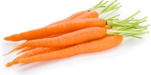 Fresh Carrot