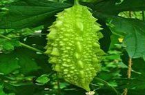 Fresh Bitter Gourd