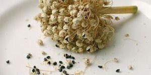 Onion Seeds
