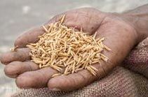 Paddy Seeds