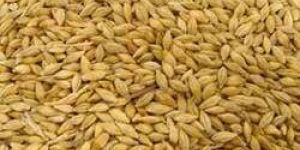 Barley
