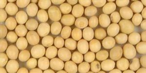 Soybean Seeds