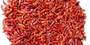 Red Chillies