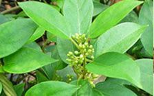 Gymnema Sylvestre