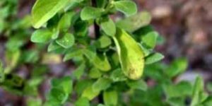 Sweet Major Amlg  0541