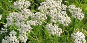 Expectorant Medicine