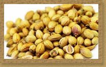 Coriander