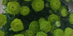 Fresh Chrysanthemum Flowers