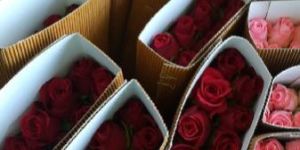 FRESH CUT FLOWERS ROSE