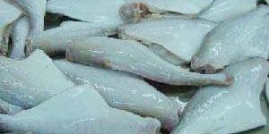 Frozen Leather Jacket Fish