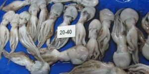 Frozen Octopus