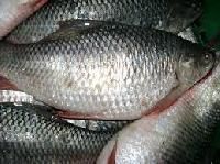Frozen Rohu Fish