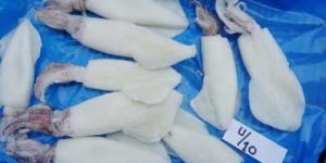 Frozen Squid
