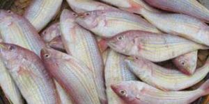 Frozen Threadfin Bream