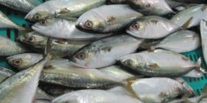 Horse Mackerel Wr Fish