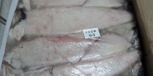 Loligo Squid Fish