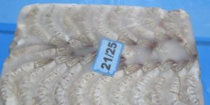 Raw Headless Shell on Vannamei Shrimps