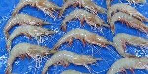 Sea White Shrimps