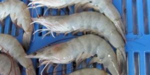 Vannamei Shrimps