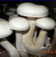 Fresh Milky Mushrooms