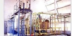 Labsa Plant